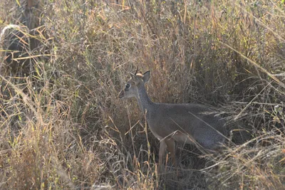 DSC_3779 (Large).JPG